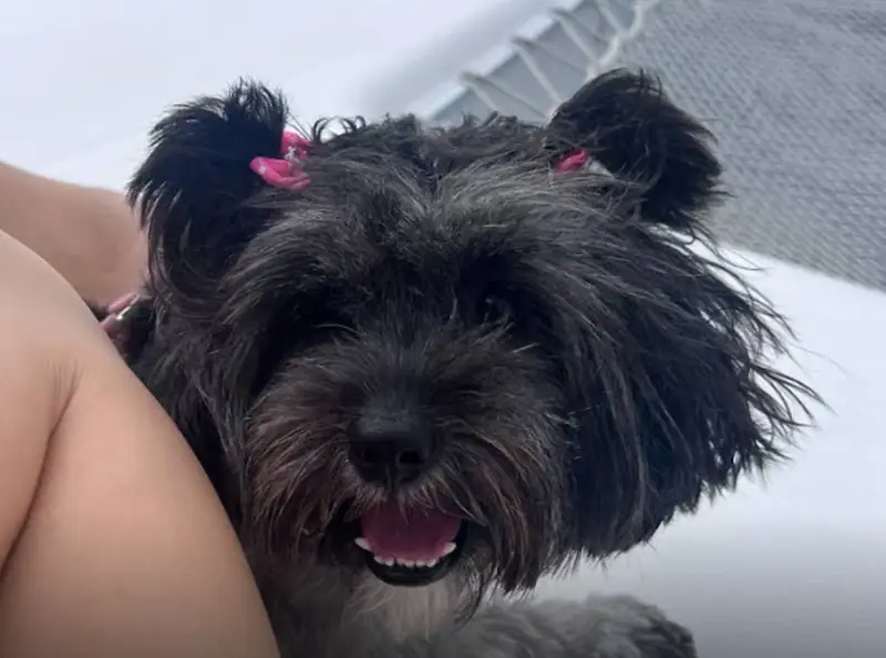 Mascota pequeña acompañando un paseo privado