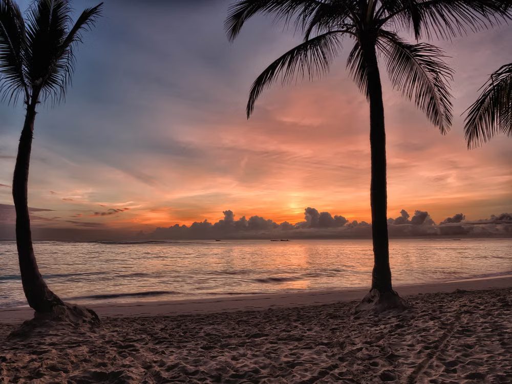 Palmeras enmarcando el cielo al atardecer